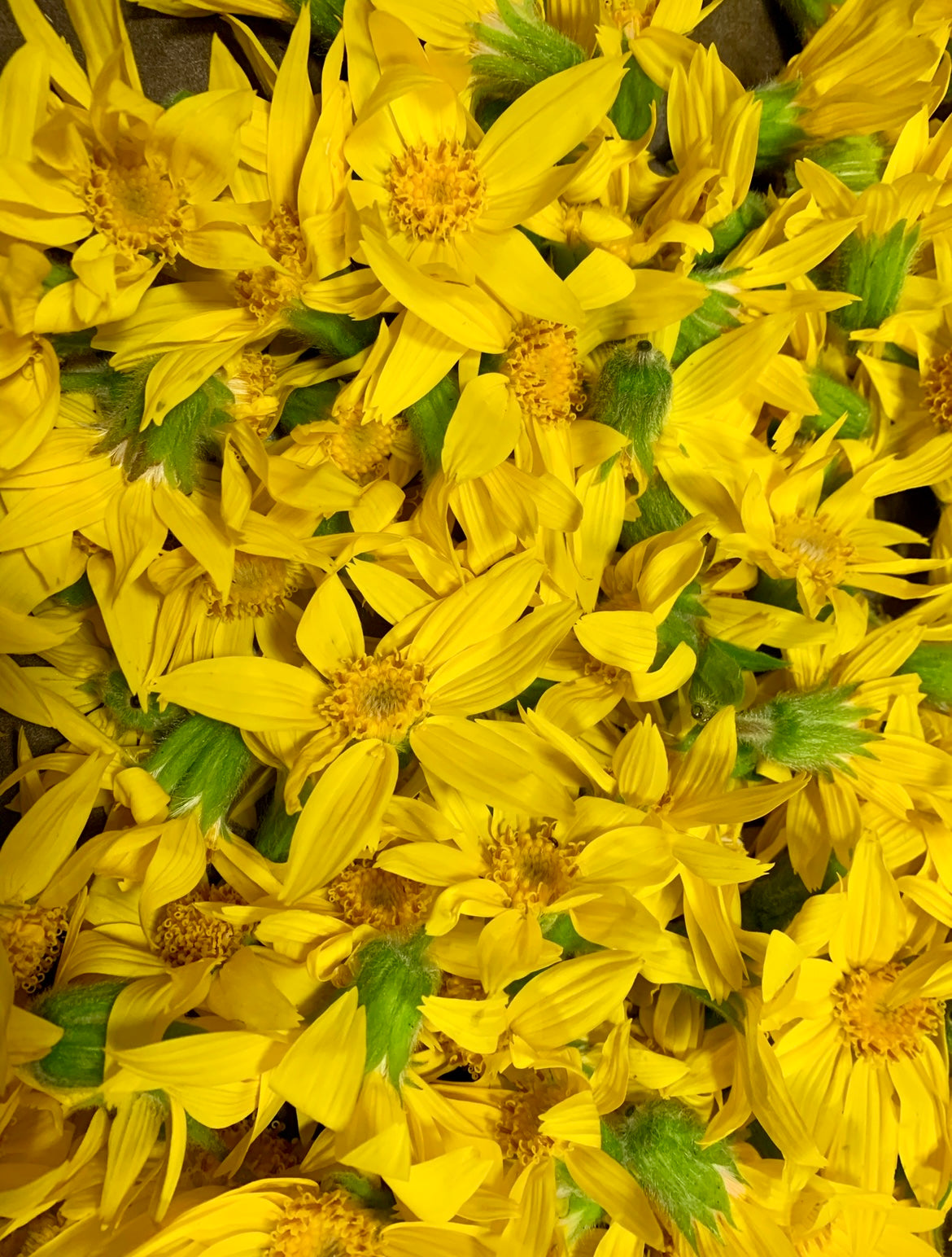 Arnica